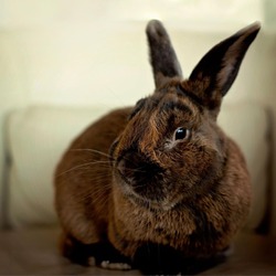 Thumbnail photo of Snickers #4