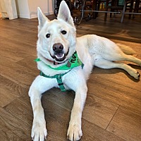 adopt-pet