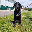 Adopt A Pet :: Bumblebee - Lancaster, OH
