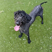 adopt-pet