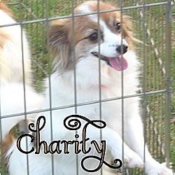 Thumbnail photo of Charity #1
