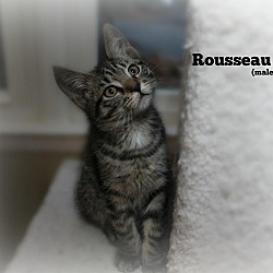 Thumbnail photo of Rousseau #2