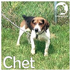 Thumbnail photo of Chet #1
