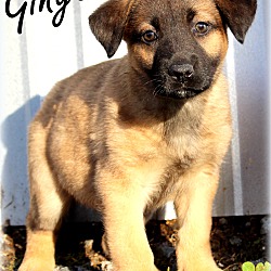 Thumbnail photo of Ginger~adopted! #3
