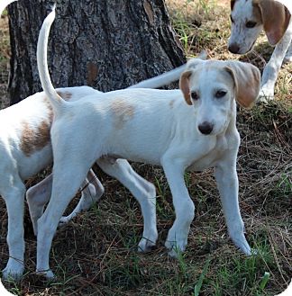 white coonhound