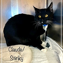 Thumbnail photo of CLAUDE/STINKY (R) #4