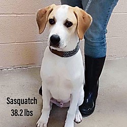 Photo of Sasquatch