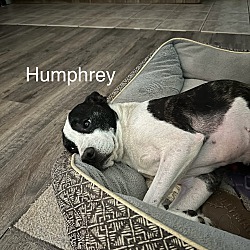 Photo of Humphrey Adoption Pending