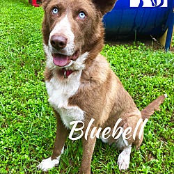 Thumbnail photo of Bluebell #2