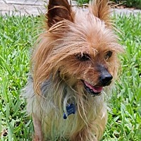 adopt a pet