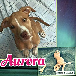 Thumbnail photo of Aurora #2