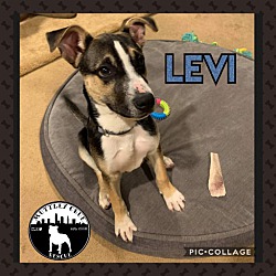 Thumbnail photo of Levi #1