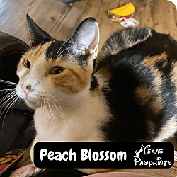 Photo of Peach Blossom