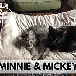 Thumbnail photo of Mickey & Minnie #1