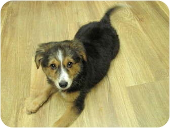 Apache Junction Az Sheltie Shetland Sheepdog Meet Reilly A Apache Junction Az Sheltie Shetland