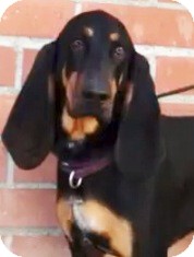 Los Angeles, CA - Black and Tan Coonhound. Meet Guinness ...