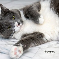 Thumbnail photo of George #2