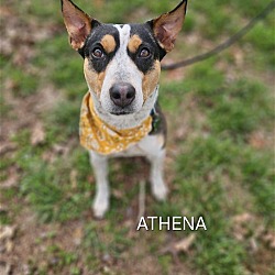 Thumbnail photo of Althena #3
