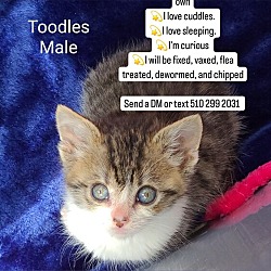 Photo of Toodles (avail pre-adoption)