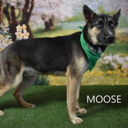 Thumbnail photo of Moose #2