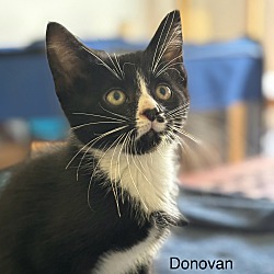 Thumbnail photo of Donovan #2