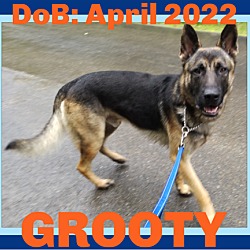 Thumbnail photo of GROOTY #1