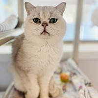 adopt a pet