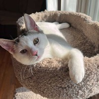 adopt-pet