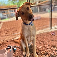 adopt a pet