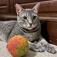adopt a pet