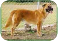 anatolian shepherd and golden retriever mix