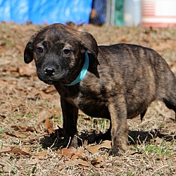 Thumbnail photo of Diane~ adopted! #3