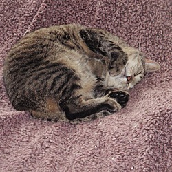 Thumbnail photo of RUSTY- Adorable Feline Soul! #2