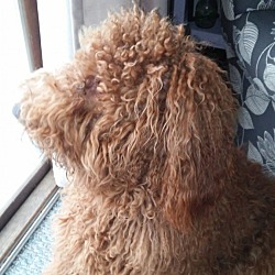 Thumbnail photo of Chewbacca (Chewy) #3