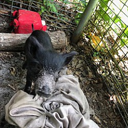 Thumbnail photo of Piney-Rooter Pig #2