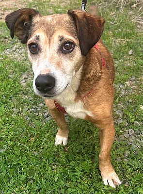 BELL GARDENS, CA - Jack Russell Terrier/Podengo Portugueso. Meet HONEY ...