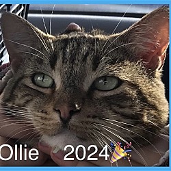 Photo of OLLIE