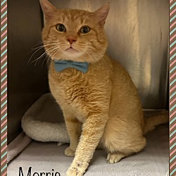 Photo of MORRIS - rescue only