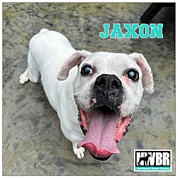 Thumbnail photo of Jaxon #3