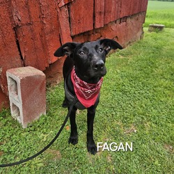 Thumbnail photo of Fagan #3