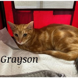 Thumbnail photo of Grayson #1