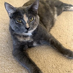 Thumbnail photo of ZOEY - Lovely Gray/pink - Calico kitty! #4