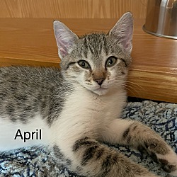 Thumbnail photo of April #1