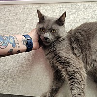 adopt a pet