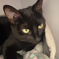 adopt-pet