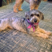 adopt-pet