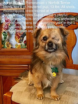 Los Angeles Ca Tibetan Spaniel Meet Winkie Tibetan Spaniel A