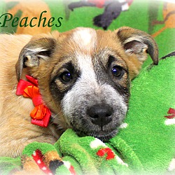 Thumbnail photo of Peaches ~ meet me! #1