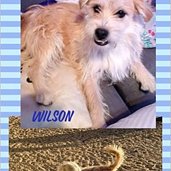 Norfolk Terrier Puppies For Sale In California Adoptapet Com