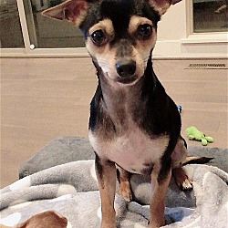 Thumbnail photo of Jerri Lee a Dachshund-Chihuahua #2
